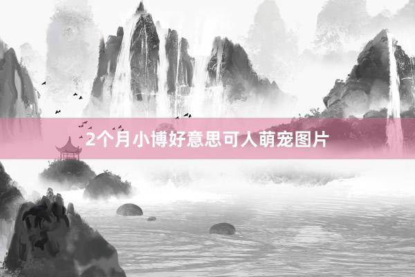 2个月小博好意思可人萌宠图片